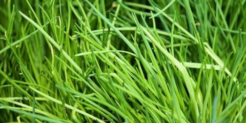 Kako uzgajati zeleni luk